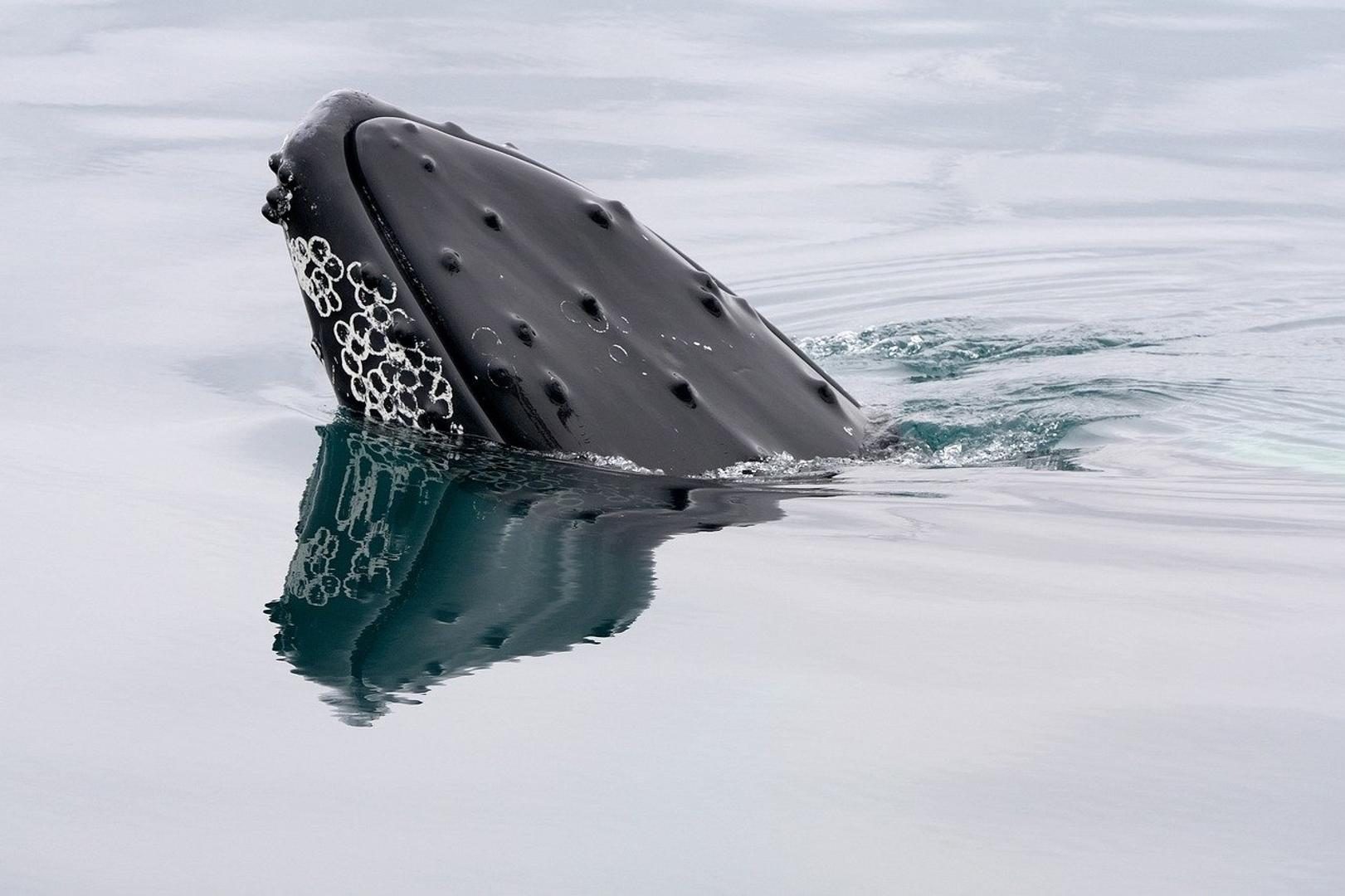 Bitcoin whales accumulate $1.2B as spot ETFs see $750M weekly inflow