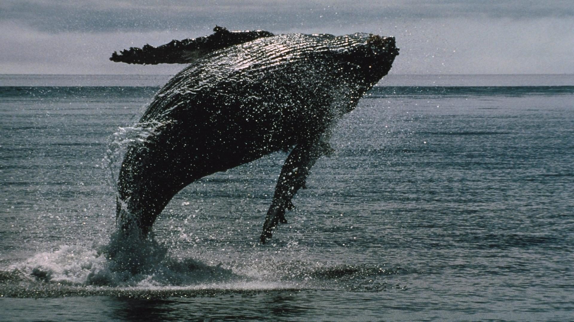 Bitcoin whales accumulate $16.7B as institutional ETF outflows hit record